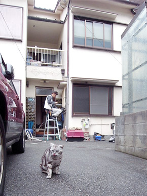 設備撤去｜ご近所の飼い猫カンちゃん